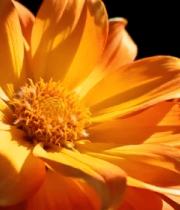 橙色花朵微距特写(1)9412#横屏 