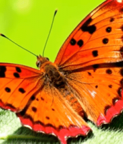 	 橙红色蝴蝶微距特写9503#横屏 