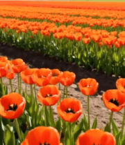 橙色郁金香花海景观10844#横屏 