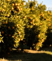 橙子果园果树果实景象6124#横屏 