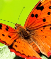 橙色蝴蝶特写4716#横屏 