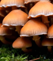 橙色蘑菇微距特写1481#横屏 