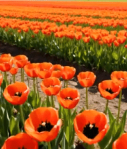 	 橙色郁金香花海景观10844#横屏 