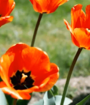 橙色郁金香特写8388#横屏 