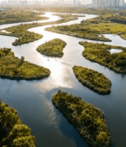 城市湿地公园鸟瞰全景7915#横屏 