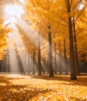 秋日银杏林阳光洒落景象(1)12115#横屏 