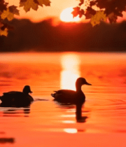 秋日夕阳下湖面双鸭游弋6939#横屏 