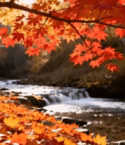 秋日溪边枫叶自然风光3811#横屏 