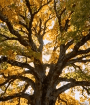 秋日阳光下的大树全景2927#横屏 