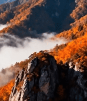 秋日山间云海红叶景观6528#横屏 