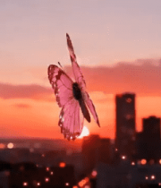 城市上空飞舞的梦幻蝴蝶10846#横屏 