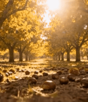 秋日栗园散落的板栗素材2381#横屏 