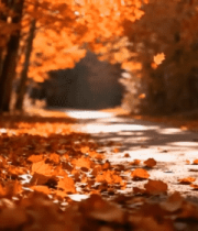 秋日林间铺满落叶的小路2015#横屏 