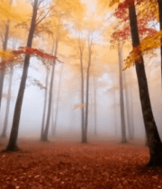 秋日迷雾中的森林风景11690#横屏 