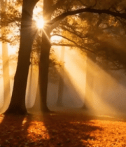 秋日森林阳光穿透树林景象(3)8207#横屏 