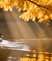 秋日湖面游弋的鸳鸯8108#横屏 