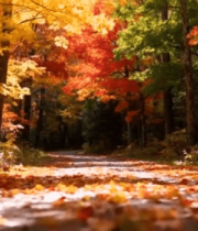 秋日林间铺满落叶的小路(1)5222#横屏 