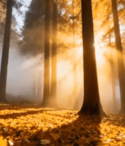 秋日森林阳光穿透树林景象1328#横屏 