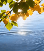 秋日湖面鸭子游弋景象13994#横屏 