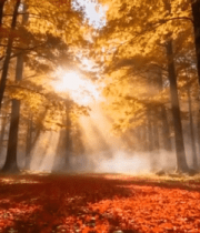 秋日森林阳光穿透树林景象(1)5823#横屏 