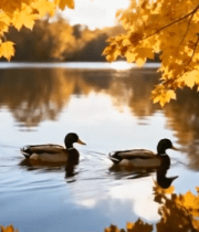 秋日湖面双鸭游弋景象(1)12508#横屏 