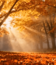 秋日森林阳光穿透树林景象(4)10876#横屏 