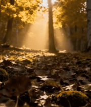 秋日森林阳光穿透树林景象(2)7770#横屏 