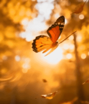 秋日森林蝴蝶飞舞素材5562#横屏 