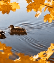 秋日湖面双鸭游弋景象3648#横屏 