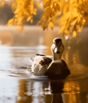 秋日湖面游弋的鸭子9274#横屏 