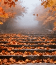 秋季雾中枫叶覆盖的石阶1998#横屏 