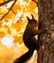 秋季松鼠爬树自然景象1496#横屏 
