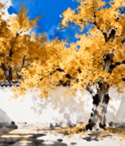 秋景中式建筑旁银杏树画面4771#横屏 