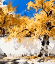 秋景中式建筑旁银杏树画面4771#横屏 