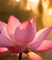 清晨阳光下的单朵荷花特写11869#横屏 