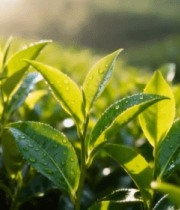 清晨带露珠的茶树近景5577#横屏 