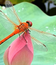 蜻蜓停驻荷花微距画面7604#横屏 