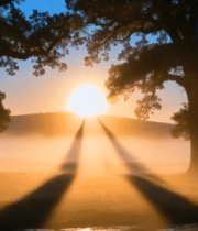 清晨阳光中双树与草地景观10780#横屏 