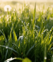 清晨草地蒲公英带露珠景象11464#横屏 