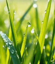 清晨带露珠的嫩绿草地素材10130#横屏 