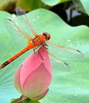蜻蜓停留在荷花花苞上3282#横屏 