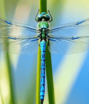 蜻蜓停驻植物特写14520#横屏 