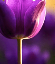 紫色郁金香特写2607#横屏 