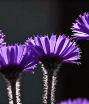 紫色花朵特写320#横屏 