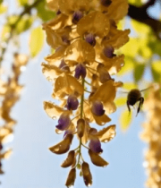 紫藤花与蜜蜂特写2468#横屏 