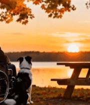 坐轮椅老人赏秋景与狗相伴2072#横屏 