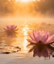 	 晨光下湖面绽放的粉色睡莲48#横屏 