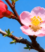 枝头绽放的粉色桃花1518#横屏 