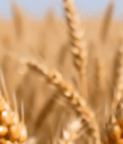 成熟麦穗特写画面10501#横屏 