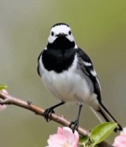 枝头小鸟与绽放花朵2023#横屏 